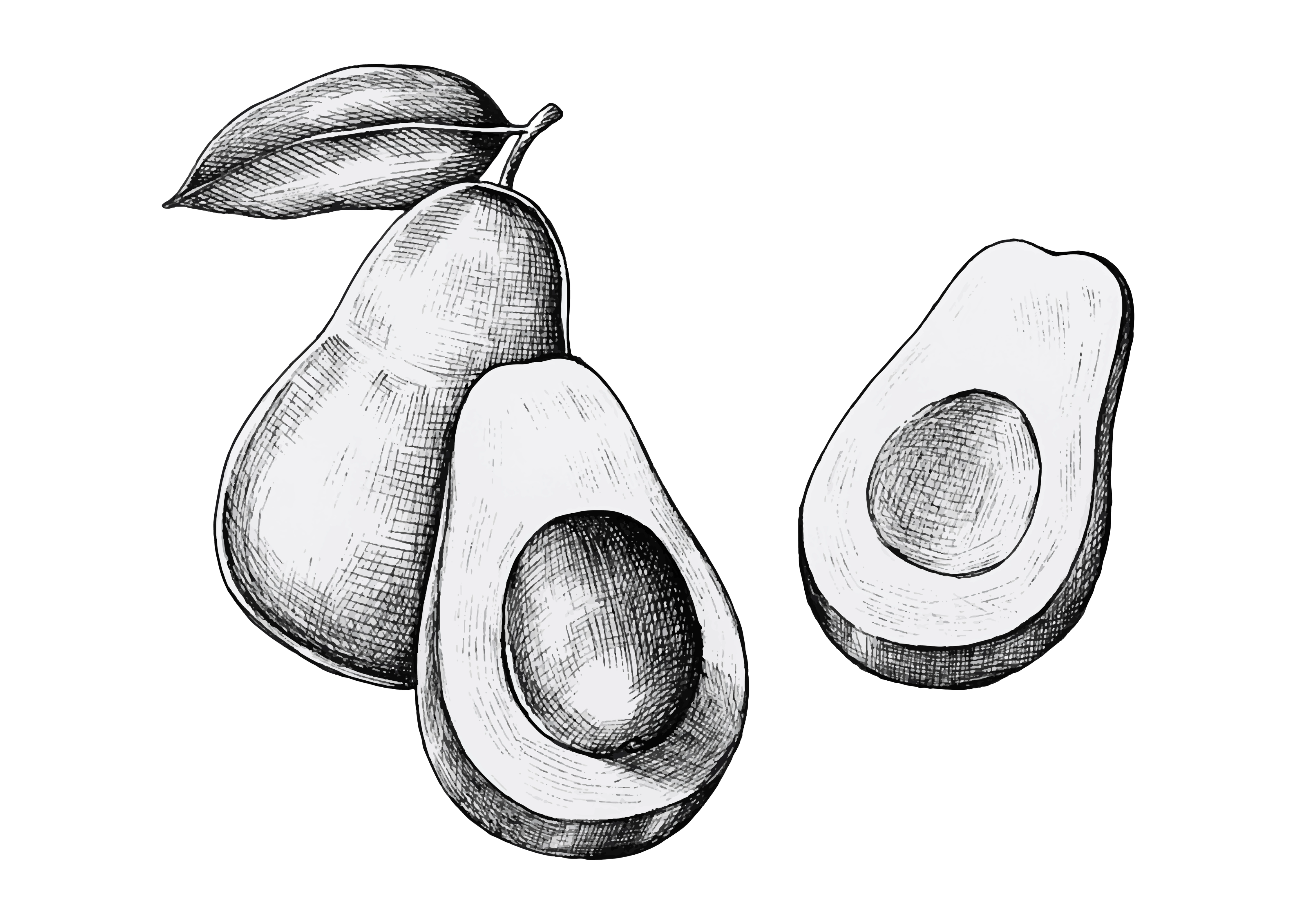 aguacate en dibujo finca las viñas