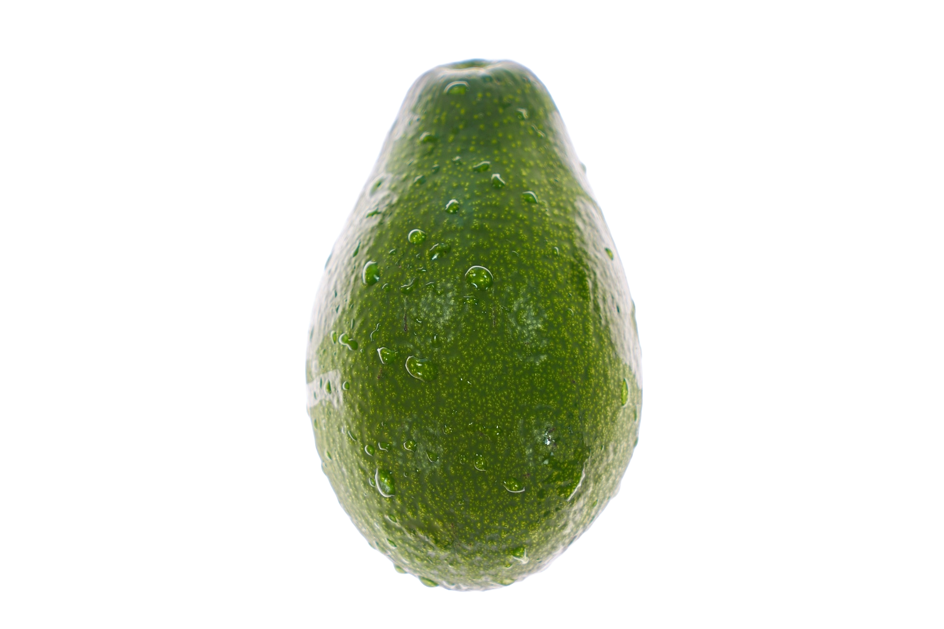 aguacate finca las viñas