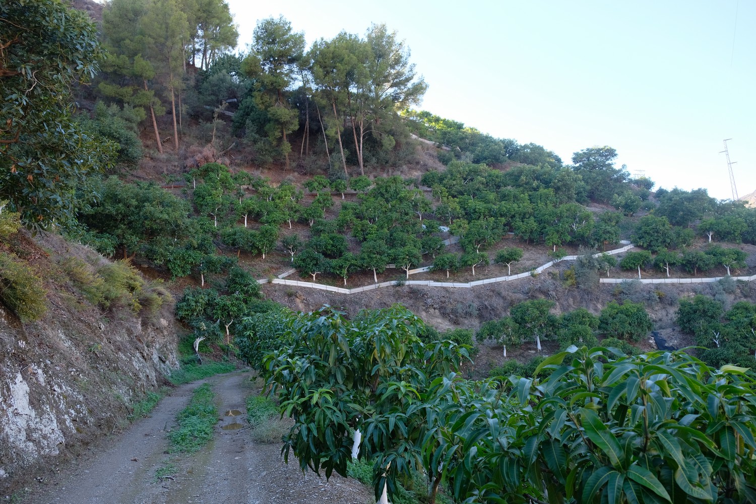 bancada de trabajo finca las viñas bancada de trabajo finca las viñas