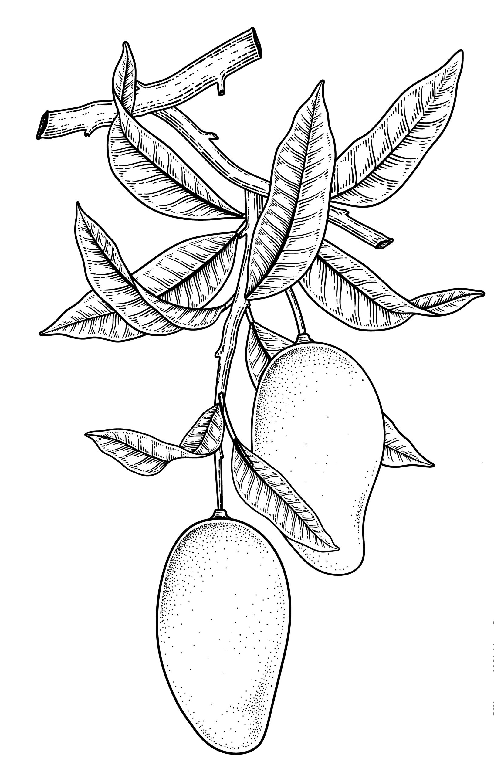 mango dibujo finca las viñas